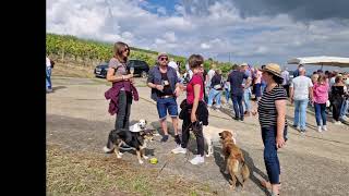 Weinwanderung in Jugenheim September 2022