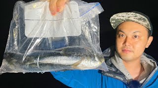 サビキで釣ったイワシを夜の海に投げ入れてみると...