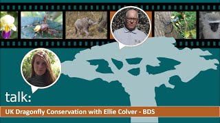 talk: UK Dragonfly Conservation with Ellie Colver