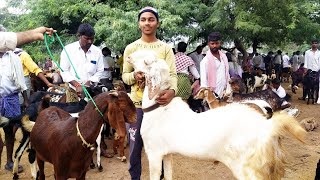 biggest goat market in pebbair-sheep and goat market telangana india-sahiwal goats in pebbair market