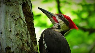 Pileated Woodpecker Carving Out Massive Hole in Tree