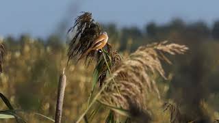 Baardmannetje, zeearend, brilduiker, blauwe reiger, Vogelen met Paul Saager 46