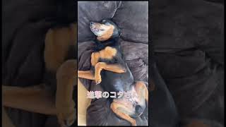 泣く子も黙る衝撃映像 コタじい編 #shorts #dog #ミニピンローナ