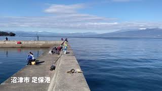 沼津 足保港でサビキ釣り 足下のタカベを狙うも