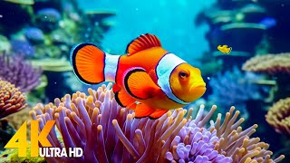 Aquarium 4K VIDEO (ULTRA HD) 🐠 Beautiful Coral Reef Fish - Relaxing Sleep Meditation Music #17