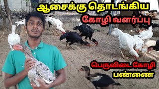 எங்க பண்ணையில் உள்ள பெருவிடை கோழிகள் Full update | Meezaa Farm