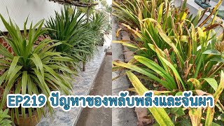 EP219 คลินิกเกษตร ปัญหาของพลับพลึงและจันผา