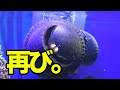 ビックリ仰天！？シッタカ貝さんの曲芸【海水魚水槽】