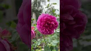 My #1 Most Healthy Rose 2024:  Princess Anne