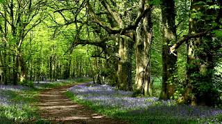 8 Hours Nature Sounds Woodland Birds Chirping-Relaxing Spring Birdsong Ambience-Forest Birds Singing