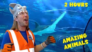 Animals for Kids | Learn about Sea Life and Pets | Handyman Hal for Kids