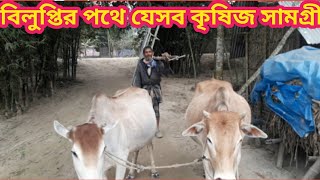 গ্রাম বাংলা ঐতিহ্য  গরু, লাঙ্গল ও মই এখন বিলুপ্তির পথে।