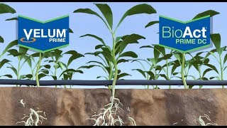 Velum Prime e BioAct Prime DC - Le soluzioni contro i nematodi