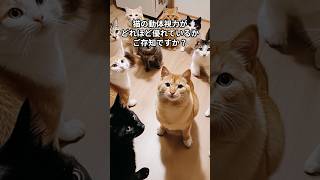 猫の動体視力はどれだけ優れているの？ 猫の雑学その64 #雑学 #猫 #猫のいる暮らし