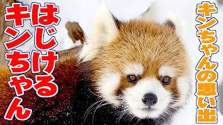 【レッサーパンダ】テンションMAXはじけるキンちゃん　January , 2015　Red Panda KIN at Maruyama Zoo