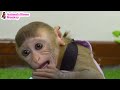 smart monkey bi bon baby so cute stomachache taking medicine with cheese animals home bibi