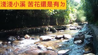 【枯水期 平廣溪】淺淺小溪 苦花還是有ㄉ