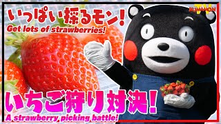 くまモンTV #129 美味しいおすそ分け！いちご狩り対決してみた！！ ( Kumamon TV #129)