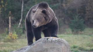 Big brown bear is eating on the rock (Beni)