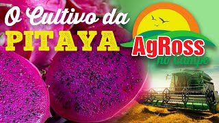 O Cultivo da Pitaya - AgRoss no Campo