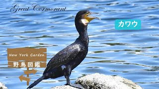 野鳥図鑑：カワウ (Great Cormorant)