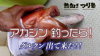 コマカ島の北側で！アカジン釣ったら グルクン出てきた！