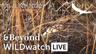 WILDwatch Live | 08 June, 2020 | Afternoon Safari | South Africa