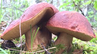 BOLETUS PINICOLA ( Boletus Pinophilus) 01/06/2021 en Soria (Spain). Vídeo 4K Funghi Rossi