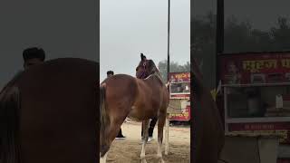 ਬਹੁਤ ਚੰਗੀ ਚੰਬੀ ਵਸ਼ੇਰੀ #horse #horseenthusiast #horsefarming #horsefan