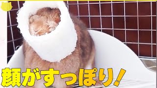 【顔がすっぽり！】うさぎの顔に白い筒！？  ハプニングにもすまし顔