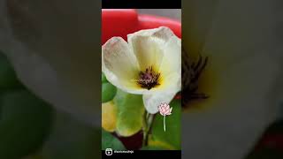 Water poppy flowers 😍 | #shorts #shortvideo #youtubeshorts