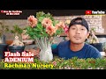 Live Flash Sale Adenium Bunga Tumpuk Dan karakter (29 Mei 2024) #rachmannursery #adenium