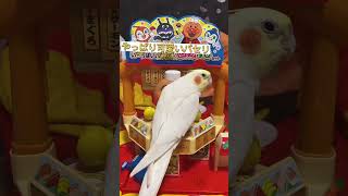 アンパンマンにウザ絡みするオカメインコ。Paseri, a cockatiel who praises himself at a sushi restaurant. #shorts