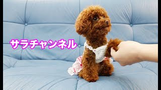 犬の「ツイスト」って躾を知っていますか？「お手」と「お座り」が上手な子犬【トイプードルのサラ】