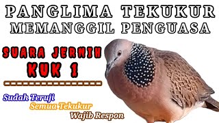 SUARA JERNIH BURUNG TEKUKUR KUK 1  GACOR PALING AMPUH UNTUK PIKAT DAN PANCINGAN