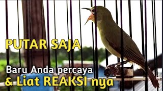 PUTAR \u0026 LIAT REAKSI KECIAL KUNING ANDA | MASTERAN KECIAL KUNING GACOR NGEJOS TERBAIK