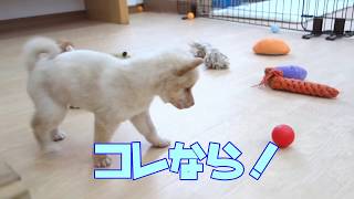 【豆柴】子犬　2/10　男の子♂　白豆柴　摂州宝山荘　mameshiba dog Puppy （mame shiba inu)