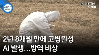 2년 8개월 만에 고병원성 AI 발생...방역 비상 / YTN 사이언스