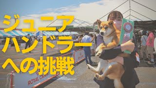 ジュニアハンドラーへの挑戦【柴犬の実家・芝田荘】