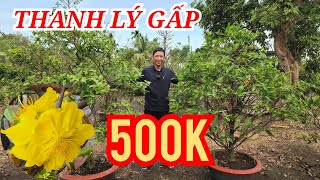 📞 MINH 0333400239 MAI GIẢO RIN THANH LÝ GẤP 500K BAO SHIP 21/02/2025 BAO SHIP | Bến Tre Ơi