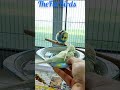 Budgie bath part 1🛁#animal #trending#cute#parakeet #shorts#reels#baby#parrot #tiktokvideo#song#music