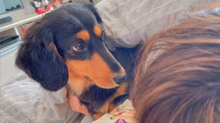 ママが体調悪い時はめっちゃ心配する愛犬が可愛すぎた【ダックスフンド】