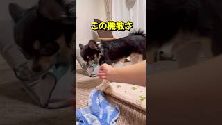 キレるチワワは動きまでキレてた。 #chihuahua #dog