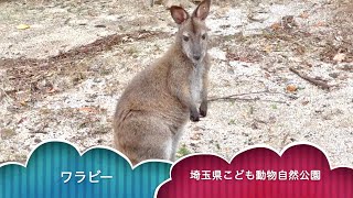 ワラビー【埼玉県こども動物自然公園】アカクビワラビー 広場で かわいいのんびり時間 夏休み 2022.7.19【動物園・水族館の生き物動画】さいたま子供動物園 日本 Wallaby Japan Zoo