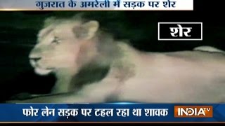 Caught on Camera : Group Of Lions Spotted On The Streets Of Amreli, Gujarat