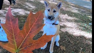 【トロント】柴犬と紅葉と散歩