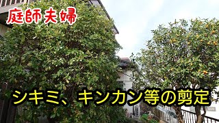 【庭師夫婦 gardener married couple】#192 キンカン、シキミ等の剪定。