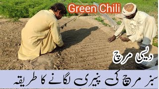 Desi Sabz mirch lagany Ka tarika || Green chili paneeri || Vegetable Farming