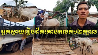 អ្នកស្វាយរៀងដឹកគោមកលក់១២ក្បាល មេ៦ កូន៦ Svay Rieng residents bring 12 cows to sell