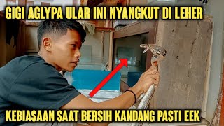 Ini yang terjadi‼️Saat Beresin Kandang Ular Lanang sapi